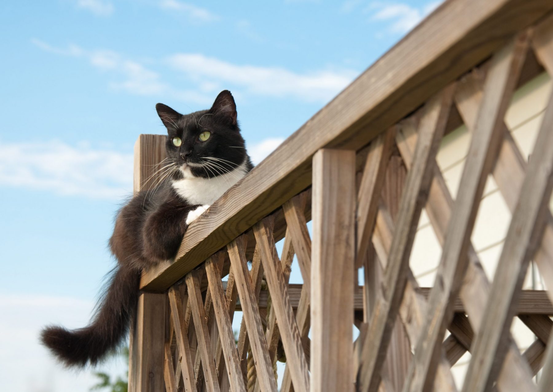 Beautiful black and white tuxedo cat observing on deck railing