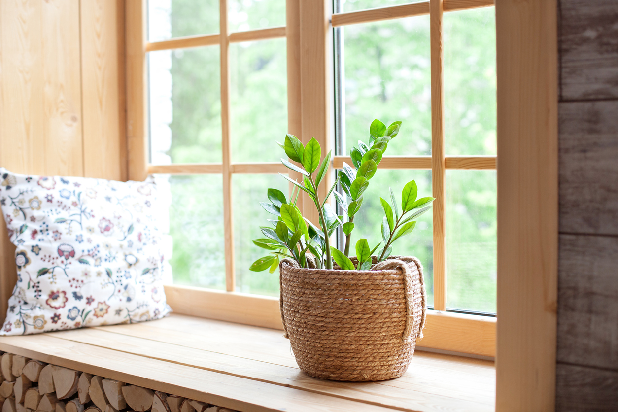 Zamioculcas home plant in a straw pot on a windowsill. Comfort. The decor of the room. The concept of home gardening. Zamioculcas potted on the windowsill of the house. Scandinavian. place for text