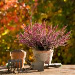 fall-tips-preparing-your-garden