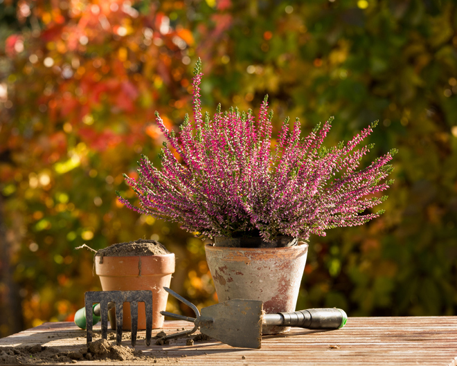 fall-tips-preparing-your-garden